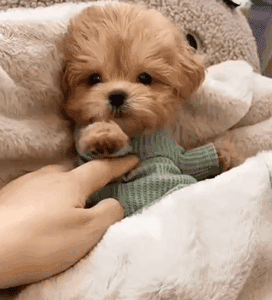 马尔泰狗狗长什么样(细数马尔泰犬如此受欢迎的五个原因)-图片6